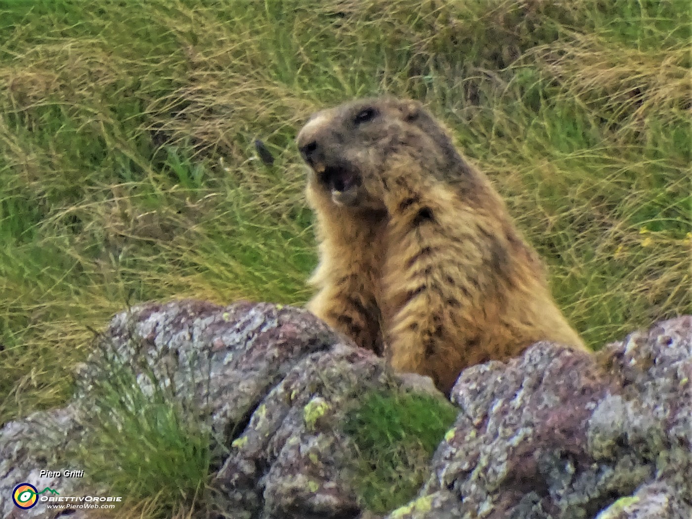 05 Marmotta  in sentinella fischiante.JPG